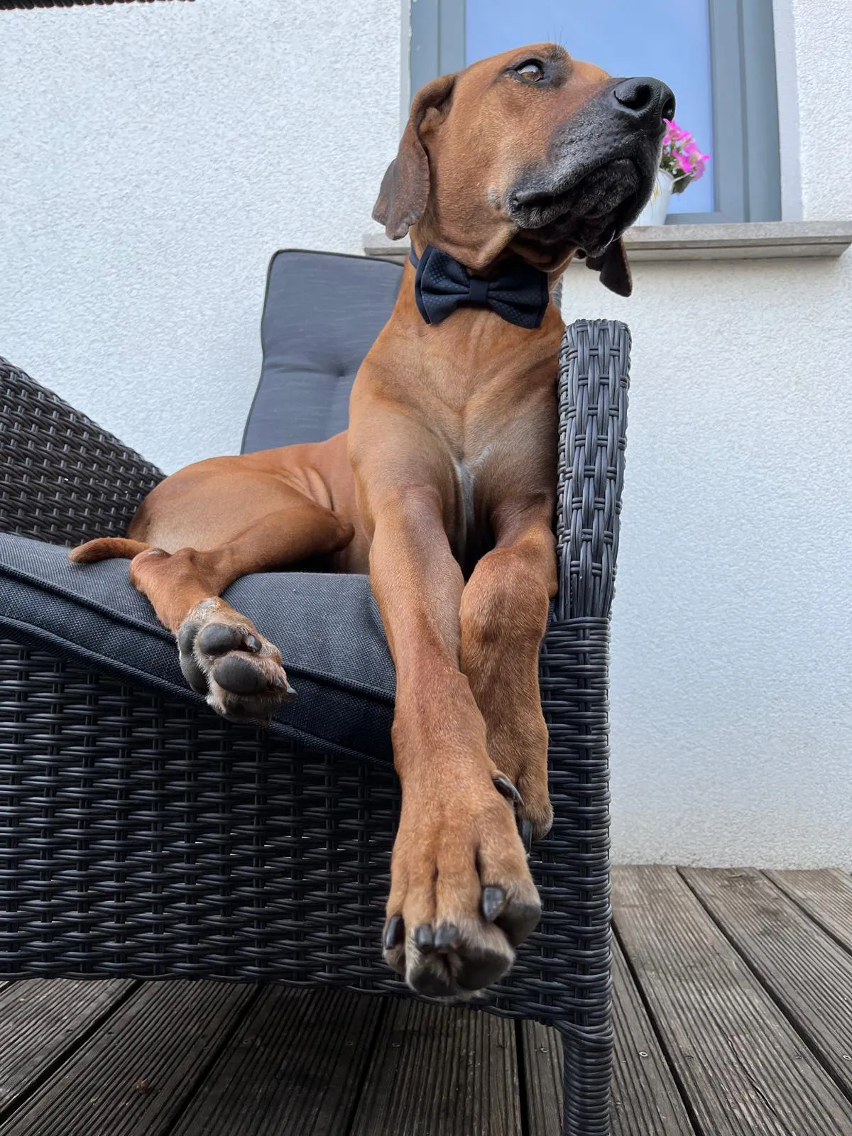 Morpheus mit Fliege entspannt auf einem Stuhl