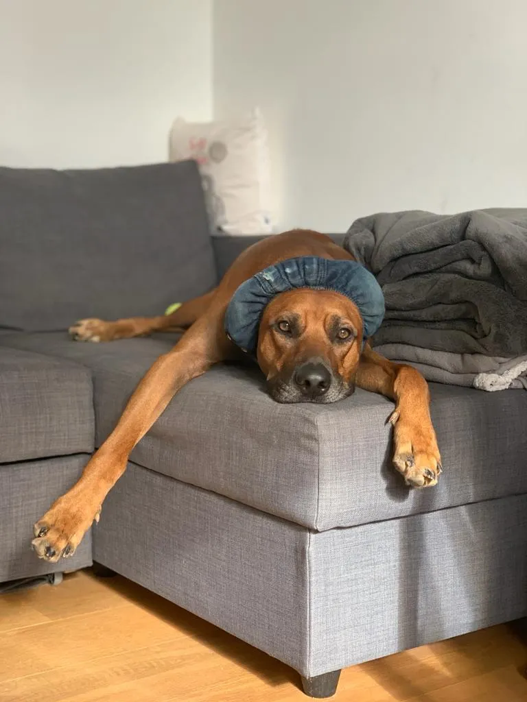 Morpheus mit Hundemütze liegt auf dem Sofa