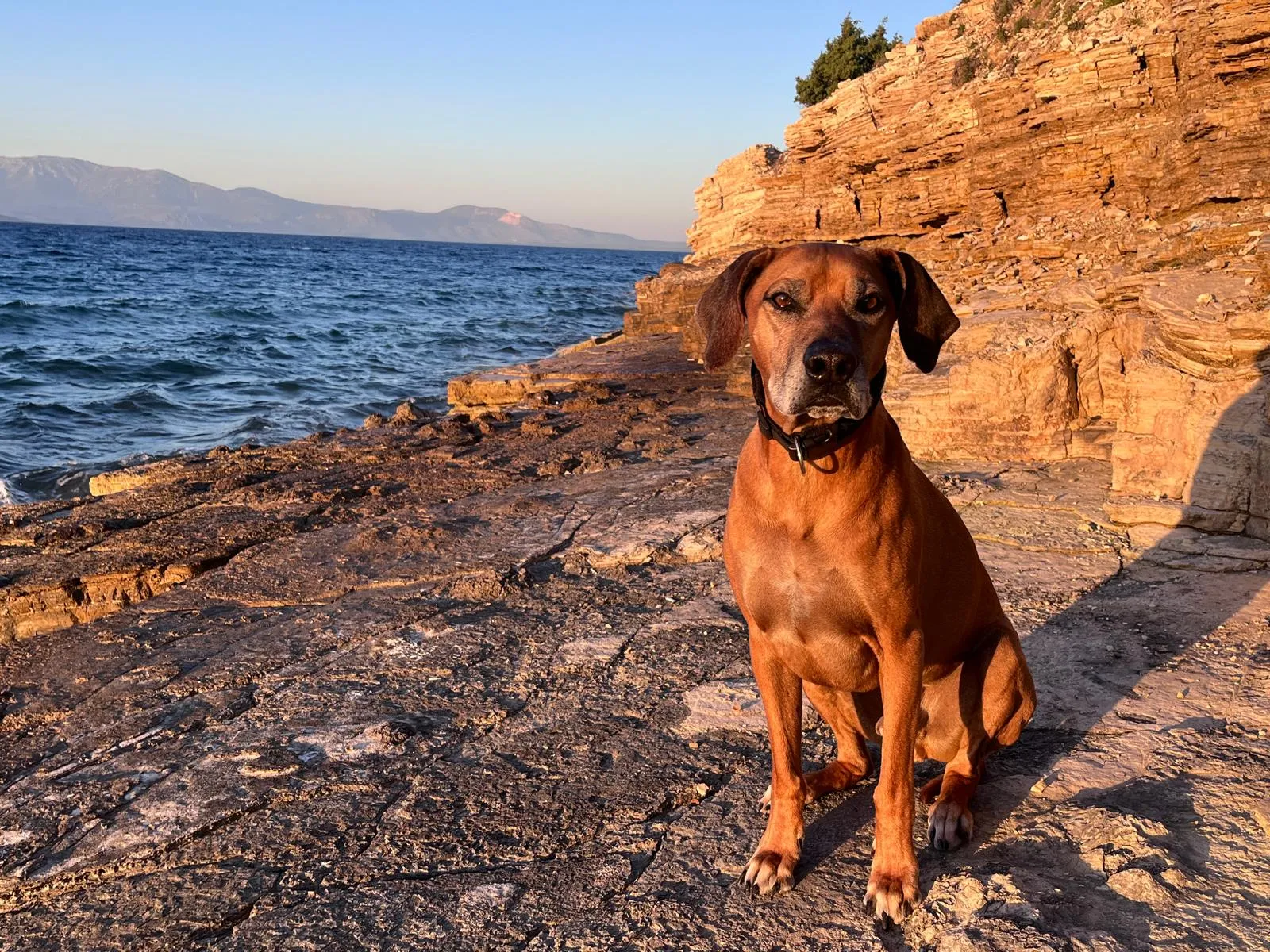 Morpheus, ein Rhodesian Ridgeback, sitzt gesund und wach am Meer im Abendlicht